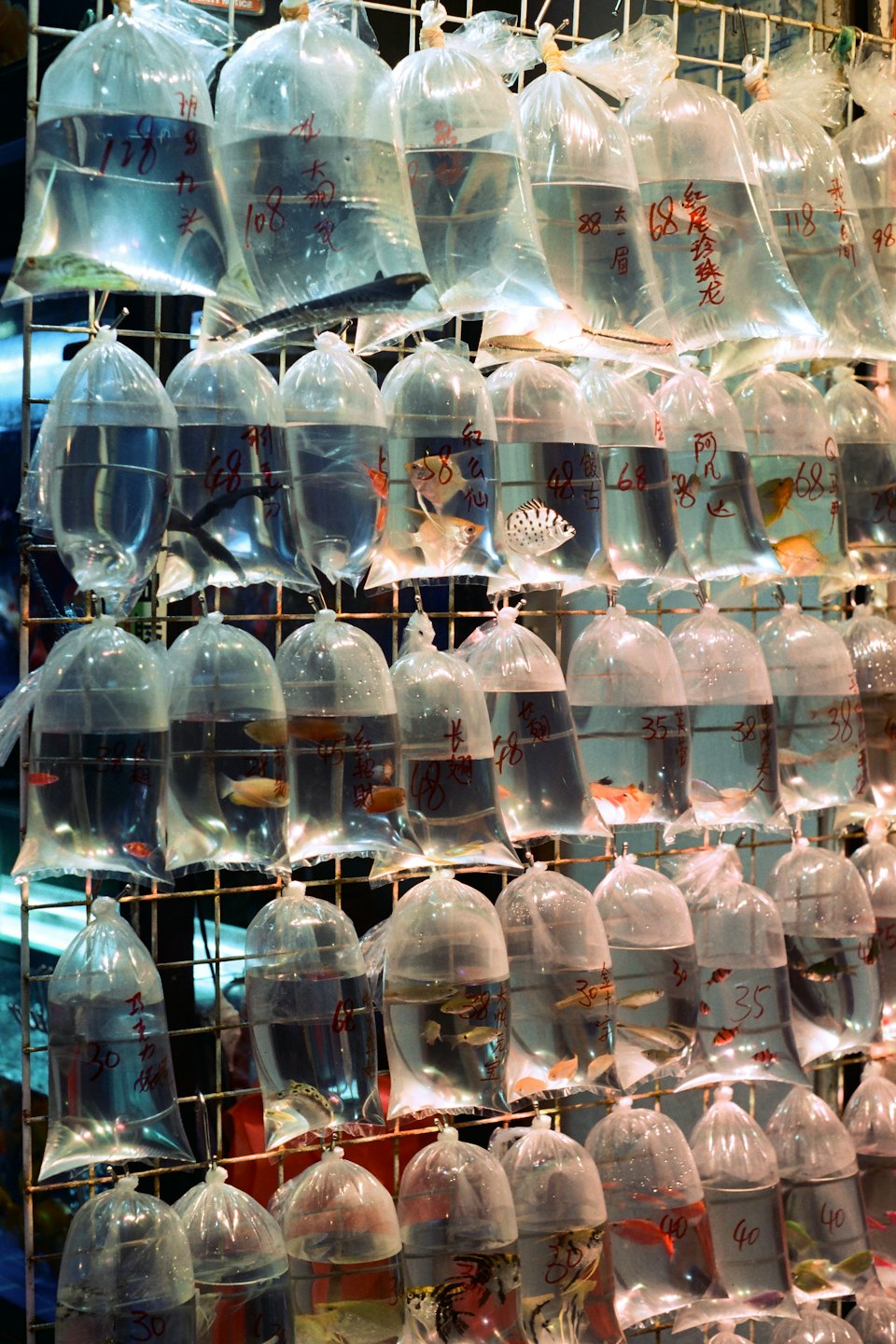 Kleine Fische in Plastiktüten, die an einem Marktgitter hängen.
