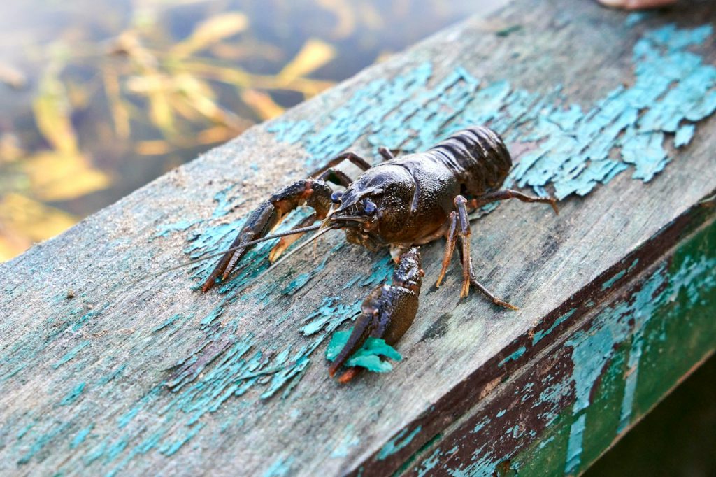 TripleTreat Creature Craw 10cm Brown